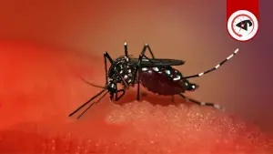 ডেঙ্গুতে আরও ২ জনের মৃত্যু, হাসপাতালে ১৯৫